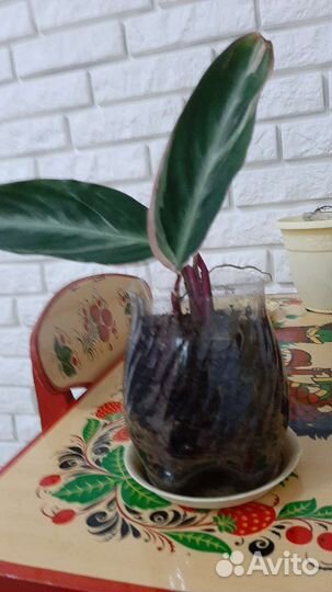 Ростки калатеи