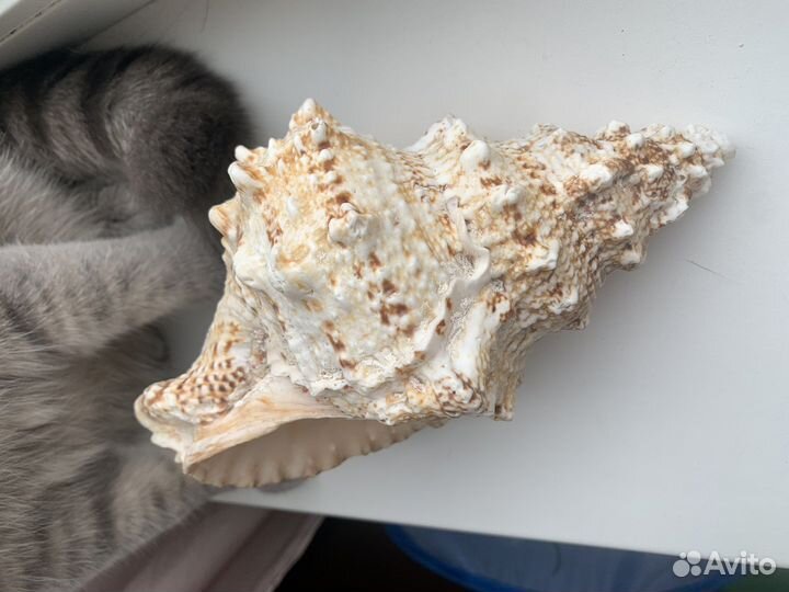 Морские ракушки раковины