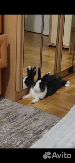 Декоративные кролики мини