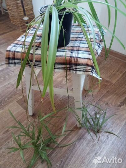 Хлорофитум