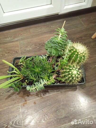 Кактусы и суккуленты