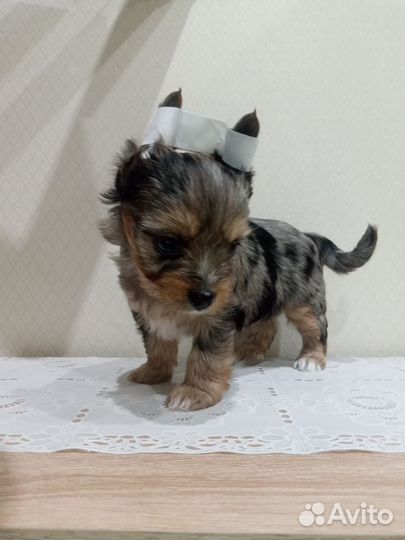 Ну очень красивый мальчик