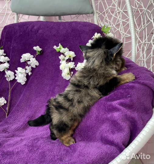 Йорк чёрный мраморный мальчик