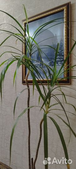 Пальма драцена