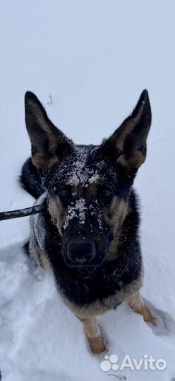 Дрессировка собак, кинолог