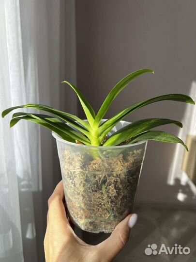 Орхидея JOY fairy tale ароматная с цветоносами