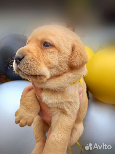 Щенки лабрадора