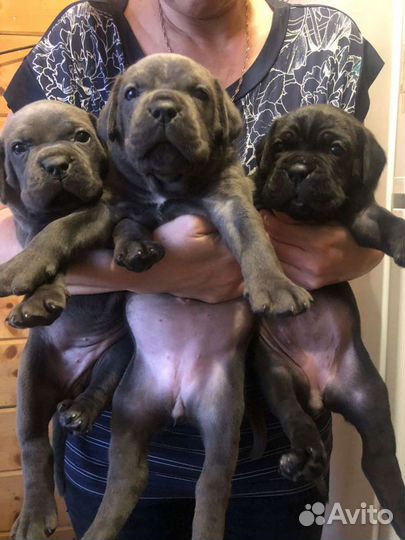 Кане Корсо самая лучшая девочка)