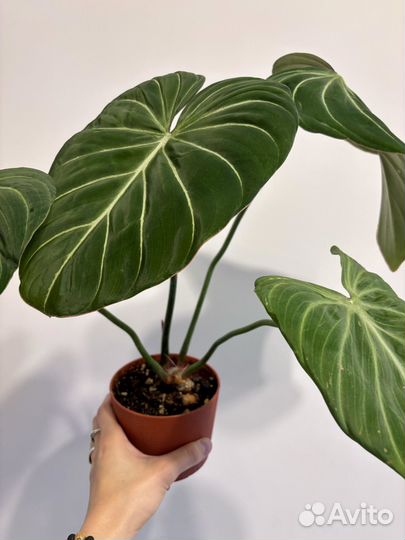 Филодендрон глориозум