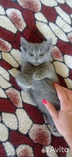 Отдам бесплатно