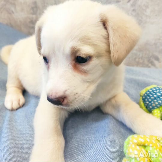 Щенок девочка. Блу 1,5 м