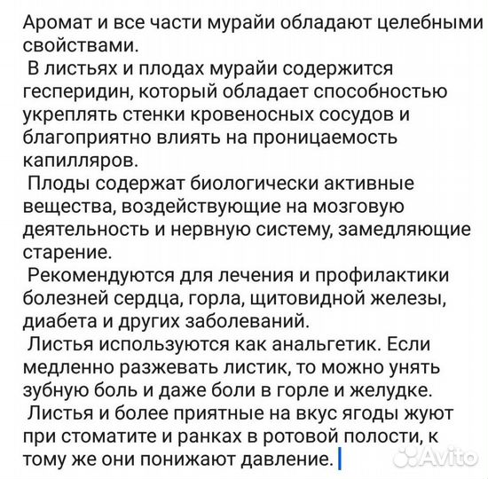 Мурайя-домашний лекарь