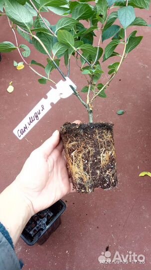 Самарская Лидия