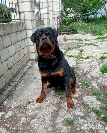 Ротвейлер
