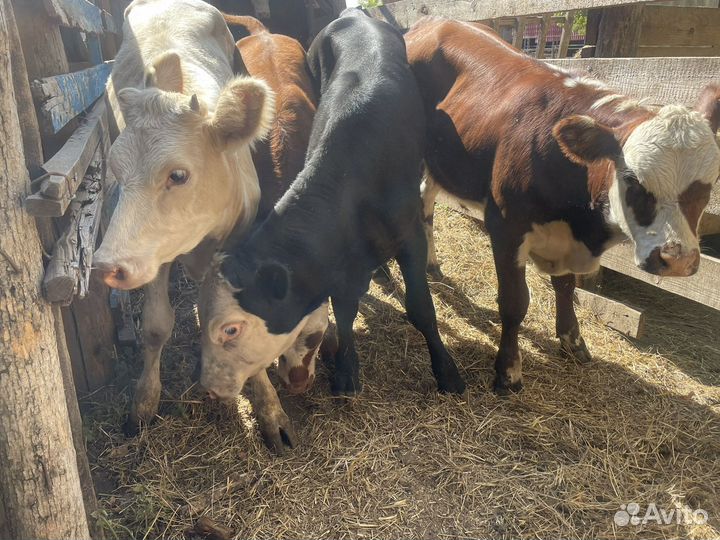 Бычки телки