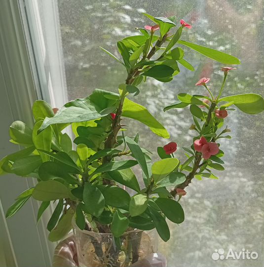 Суккуленты 7