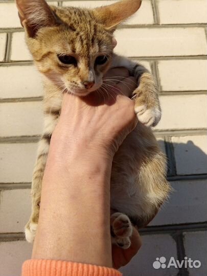 Кошки