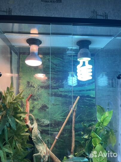 Йеменский хамелеон