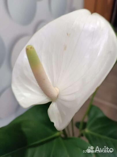 Антуриум Вайт Винер