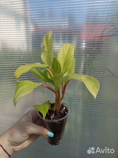 Сциндапсусы, филодендроны, монстеры 2