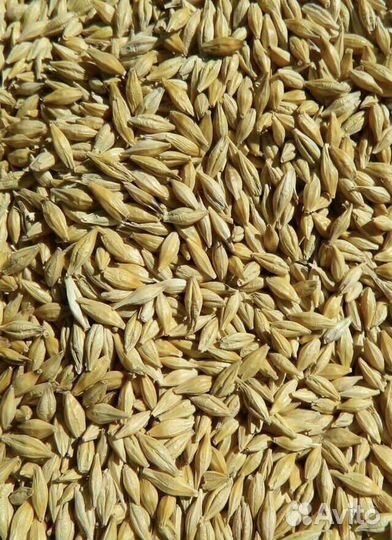 Зерно пшеница ячмень