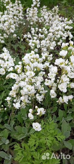 Многолетники садовые