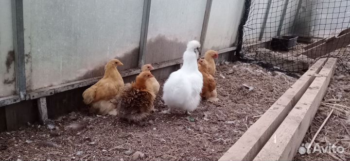 Цыплята карликового Кохинхина. Молодые Индоутки