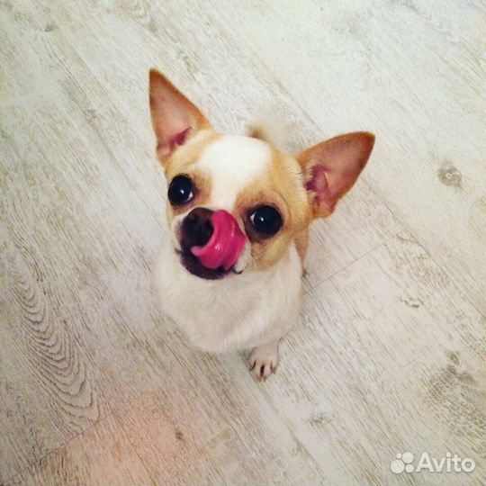 Чихуахуа вязка