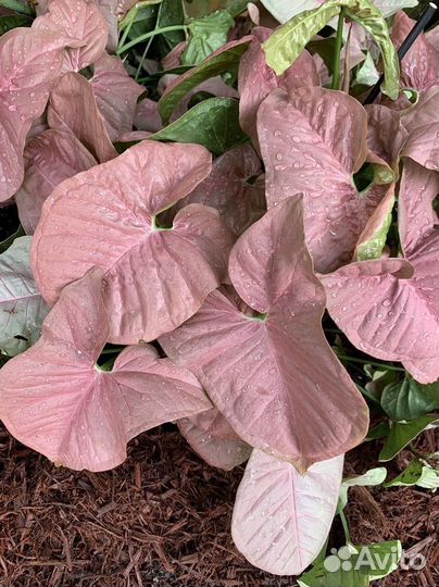 Комнатное растение Сингониум neon pink