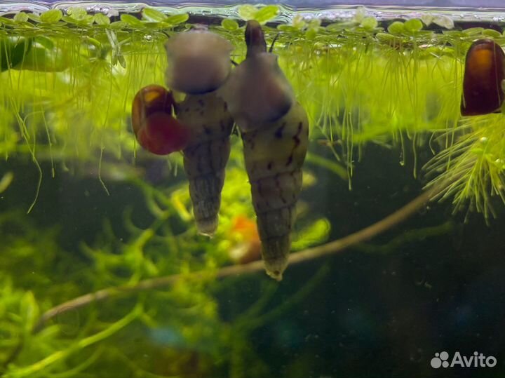 Улитки милании и катушки физы