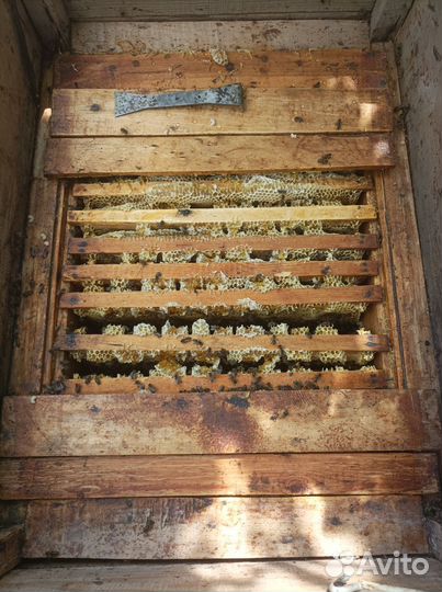 Ульи с пчелами