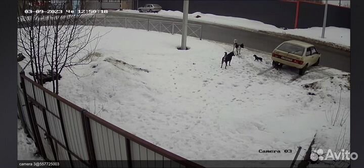 Трехцветные девочки ищут дом