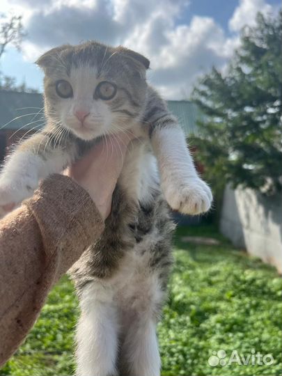 Вислоухий котенок, девочка. Добрые руки