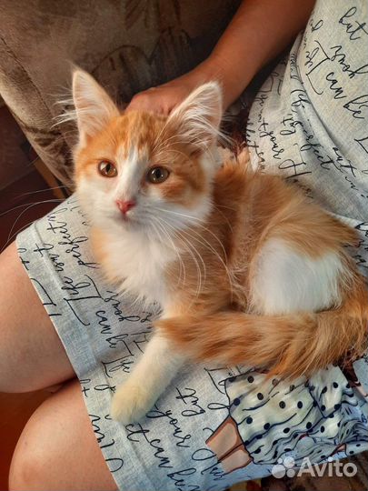 Кошка в дар