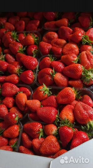 Клубника свежая оптом