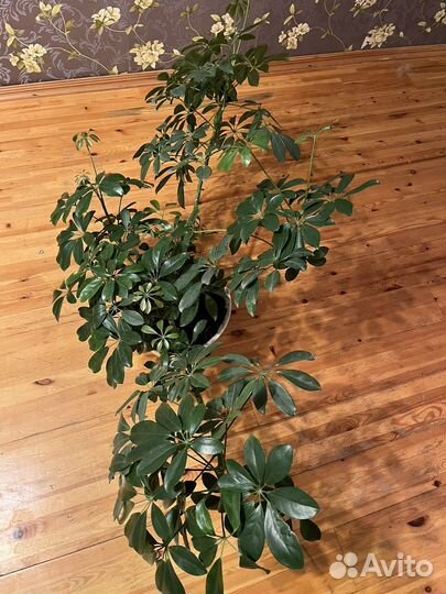 Комнатные цветы шефлера