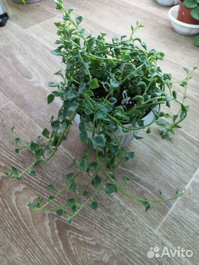 Крестовник, седум