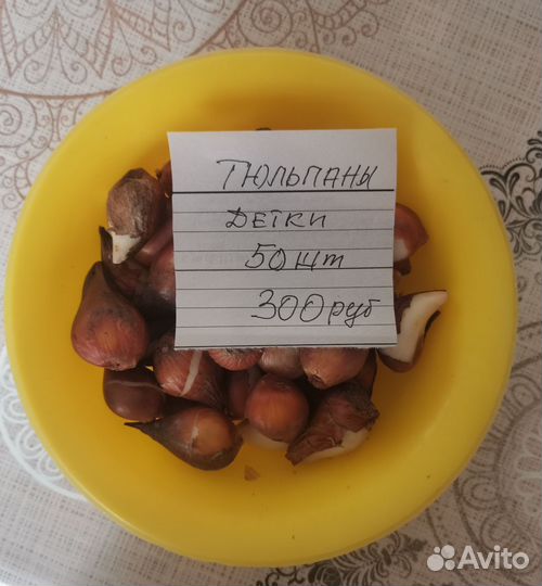 Луковицы тюльпанов и нарциссов