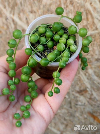 Крестовники