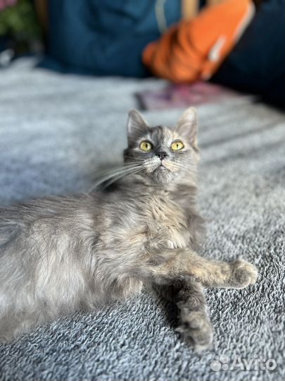 Котенок 4 месяца