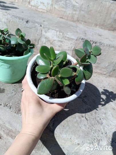 Толстянка (денежное дерево) готовое растение