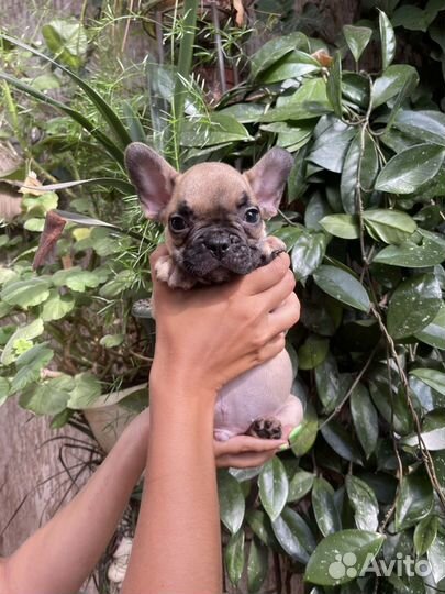 Французский бульдог