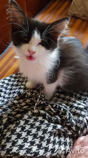 Котята-сибирята