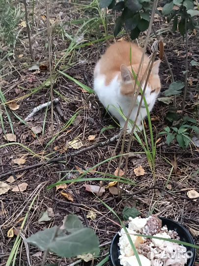 Котик бесплатно в добрые руки