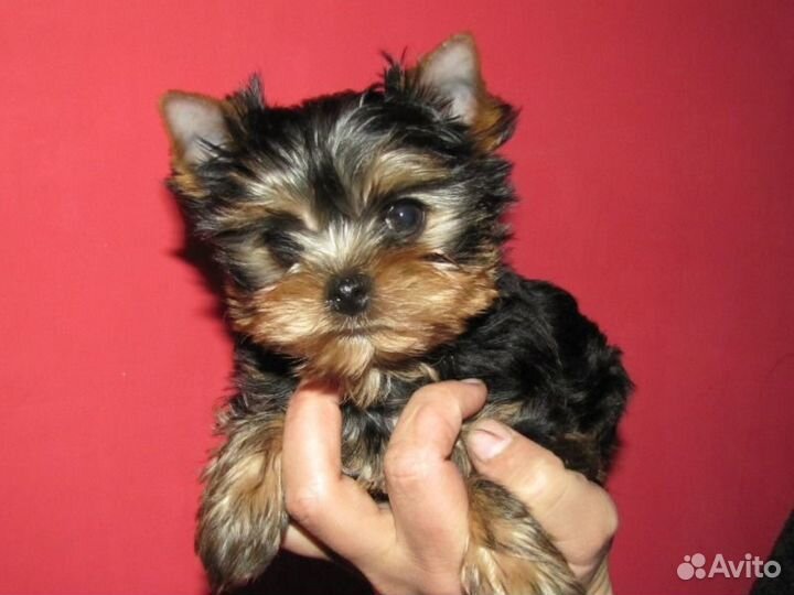 Шелковое счастье