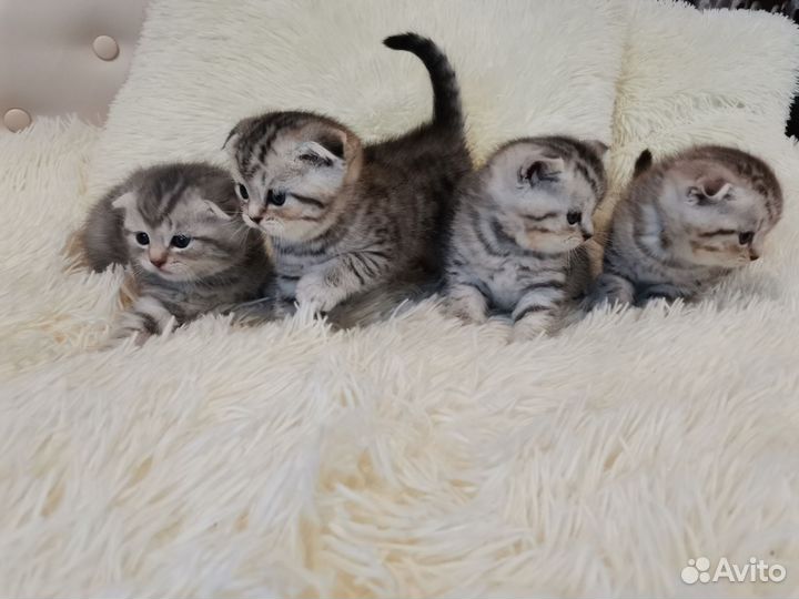Шотландские котята