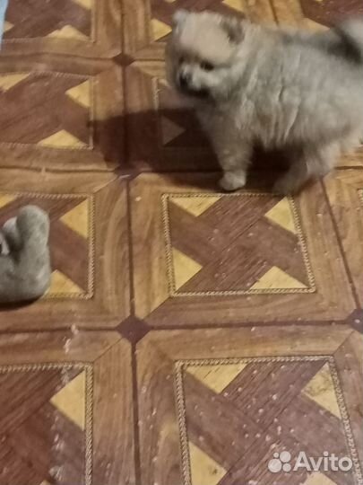 Шпиц девочка 1 месяц ждёт своих хозяев