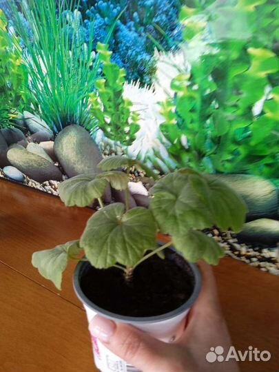 Пеларгония