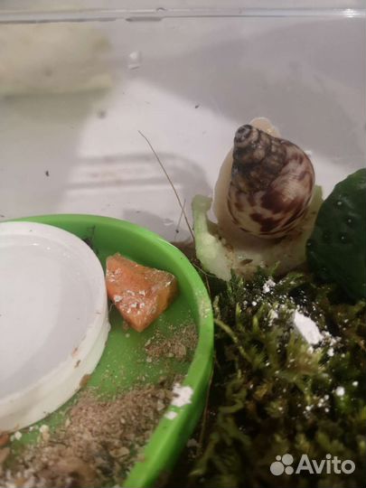 Улитки ахатины