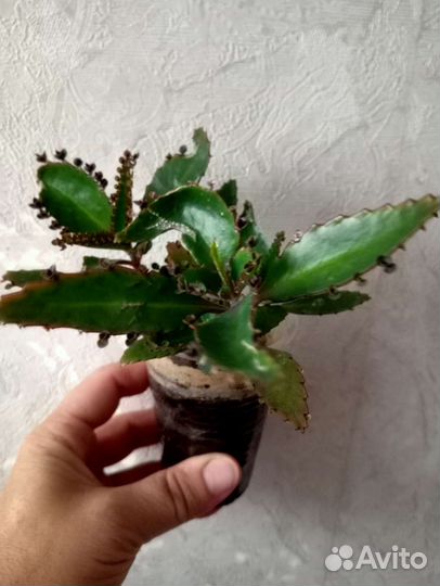 Каланхоэ лечебное